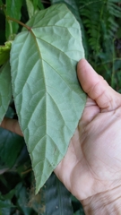 Begonia longifolia