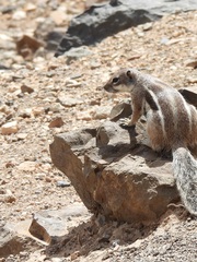 Atlantoxerus getulus