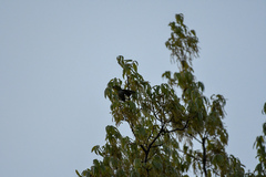 Castanea crenata