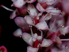Tamarix chinensis