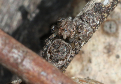 Maratus plumosus