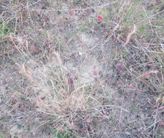 Bouteloua trifida