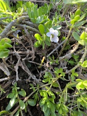 Bacopa monnieri