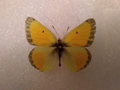 Colias christina