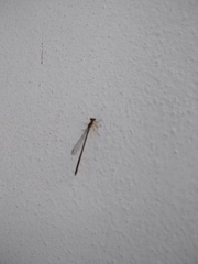 Argentagrion ambiguum