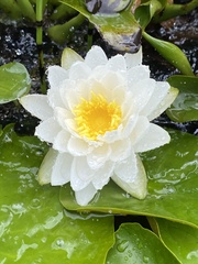 Nymphaea