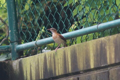 Furnarius leucopus