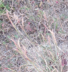Bouteloua trifida