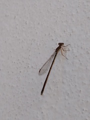 Argentagrion ambiguum
