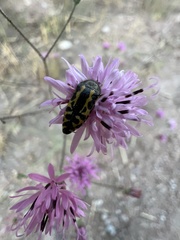 Acmaeodera scalaris