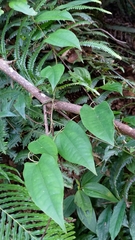 Dioscorea polystachya