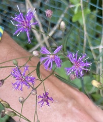Vernonia blodgettii