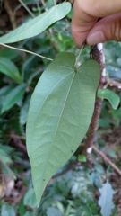 Dioscorea polystachya