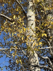 Populus angustifolia