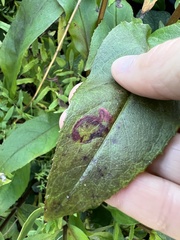 Phytomyza penstemonis