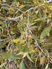 Populus angustifolia