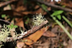 Usnea inermis