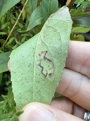 Phytomyza penstemonis