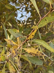 Populus angustifolia