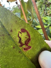 Phytomyza penstemonis