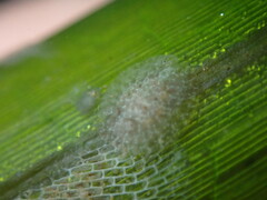 Corambe pacifica