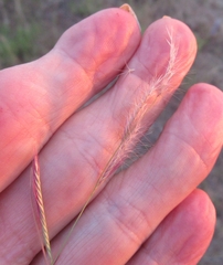 Bouteloua trifida
