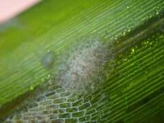 Corambe pacifica
