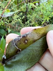 Phytomyza penstemonis