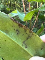 Phytomyza penstemonis