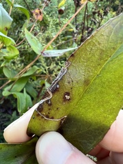 Phytomyza penstemonis