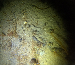 Crangon septemspinosa