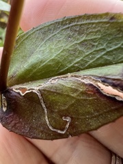 Phytomyza penstemonis