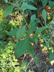 Verbesina virginica