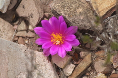 Ariocarpus kotschoubeyanus