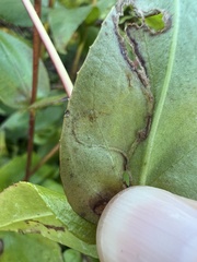 Phytomyza penstemonis