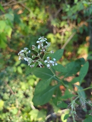 Verbesina virginica