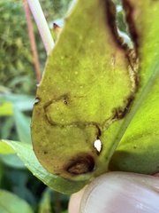 Phytomyza penstemonis