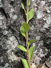 Apiales