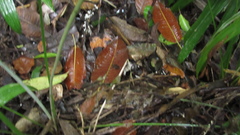 Ficus insipida