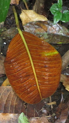 Ficus insipida