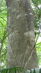 Ficus insipida