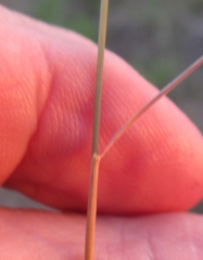 Bouteloua trifida