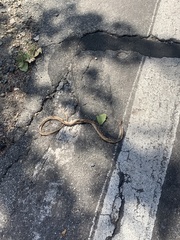 Masticophis flagellum piceus