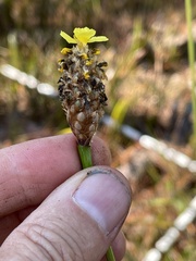 Xyris fimbriata