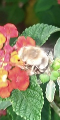 Anthophora californica