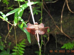Neurothemis fulvia
