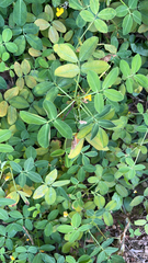 Arachis pintoi
