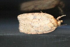 Agonopterix thelmae