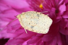 Agonopterix thelmae