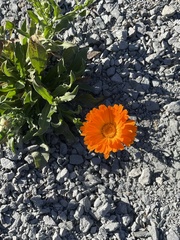 Calendula officinalis